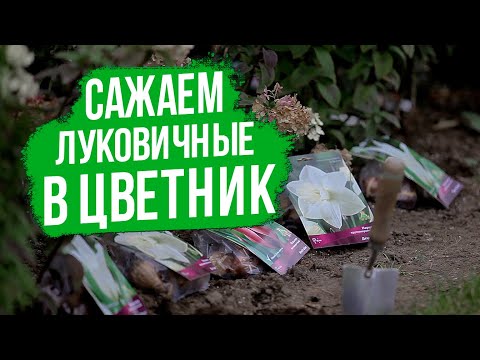 Видео: Посадка луковичных растений. Создаем цветник из луковичных.