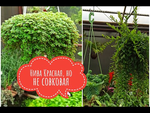 Видео: Красная Нива. Крутой, но не самый известный садовый центр