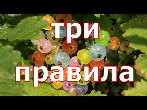 Видео: ТРИ ПРАВИЛА цветной смородины после сбора ягод! Закладываем будущий урожай!