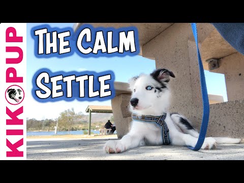 Видео: The Calm Settle - для собак и щенков