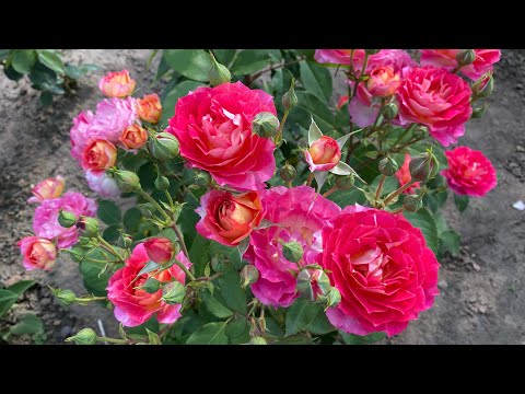 Видео: ЦВЕТЕНИЕ РОЗ 2022🥰🌹. МОЯ БОРЬБА С ВРЕДИТЕЛЯМИ РОЗ👊🪲