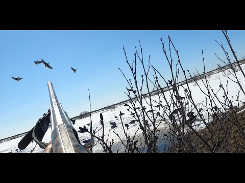 Видео: Охота на гуся 2025 Крайний Север. НАО. ч 2