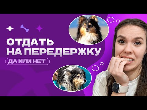Видео: ПЕРЕДЕРЖКА ДЛЯ СОБАК. КАК ПОДГОТОВИТЬ СОБАКУ К ПЕРЕДЕРЖКЕ. ДОМАШНЯЯ ПЕРЕДЕРЖКА, ОТЕЛЬ ДЛЯ СОБАК