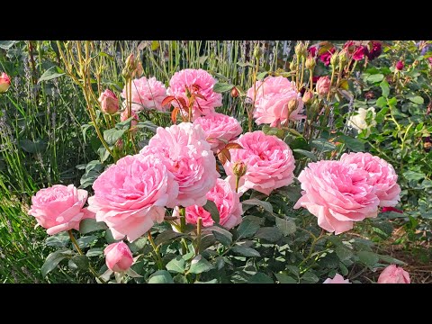 Видео: Великолепные розы🌹🌹🌹 Цветут всем на радость🌟