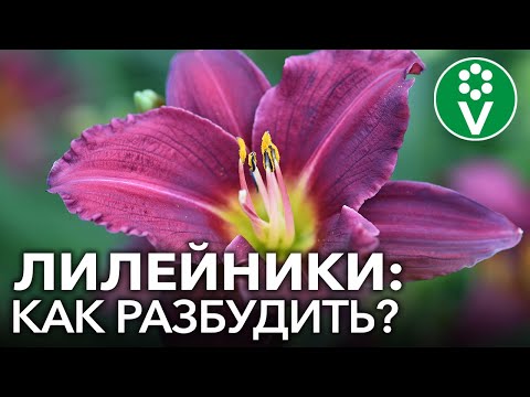 Видео: ШИКАРНОЕ ЦВЕТЕНИЕ ЛИЛЕЙНИКОВ обеспечено при таком уходе весной! Неожиданные советы коллекционера