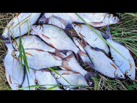 Видео: ЯМА МОВЧИТЬ!!! Десна Фідер 10.08. 2025.