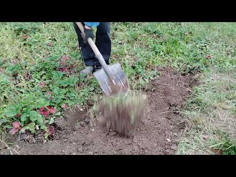 Видео: Пересадка клубники. Главная работа осени.#дача#клубника#осень
