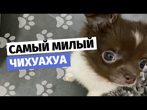 Видео: ЧИХУАХУА ПОМОГАЕТ ПО ХОЗЯЙСТВУ | Самый милый чихуахуа мини \ ВЛОГ