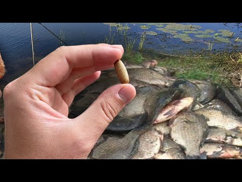 Видео: Настоящая таблетка для рыбалки которая вызывает у всей рыбы бешеный клёв круглый год