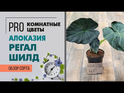 Видео: Алоказия Регал Шилд - королевский бархат | Спутница алоказии Гагеана