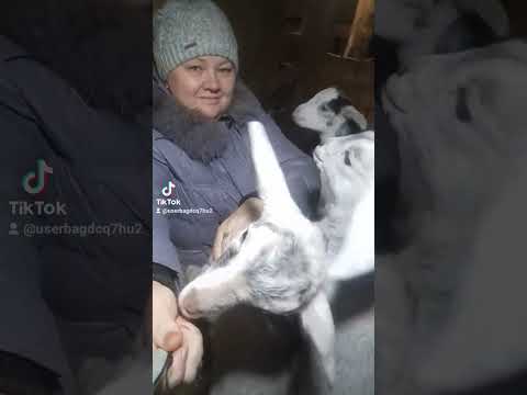 Видео: Козья мать.😄🥰