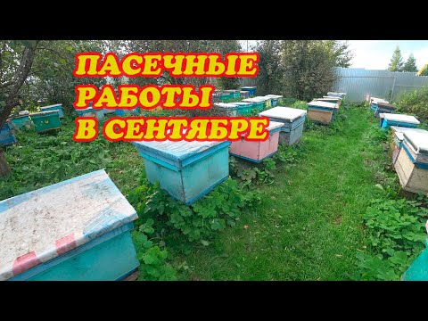 Видео: ПАСЕЧНЫЕ РАБОТЫ В СЕНТЯБРЕ НА ПАСЕКЕ