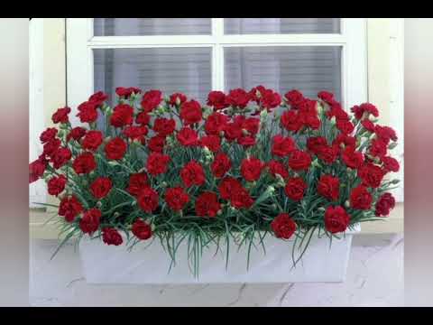Видео: гвоздика