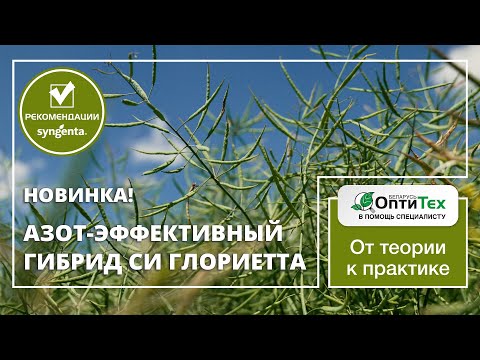 Видео: Первый азот-эффективный гибрид в линейке Сингента в Беларуси. Гибрид СИ ГЛОРИЕТТА! НОВИНКА!