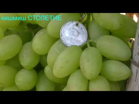 Видео: ВИНОГРАДНИК КАРПОВА И.А. и РУБЕЛЬ Н.Г. ЧАСТЬ 3    2018год