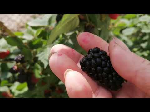 Видео: Ежемалина Марион, 29.06.23г.