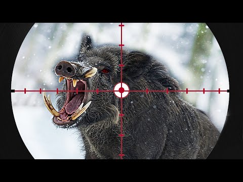 Видео: ШОКИРУЮЩИЕ СЪЁМКИ! Самый шокирующий снимок дикого кабана всех времён (ТОП-200)
