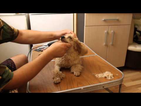Видео: Стрижка пуделя.Простые решения.