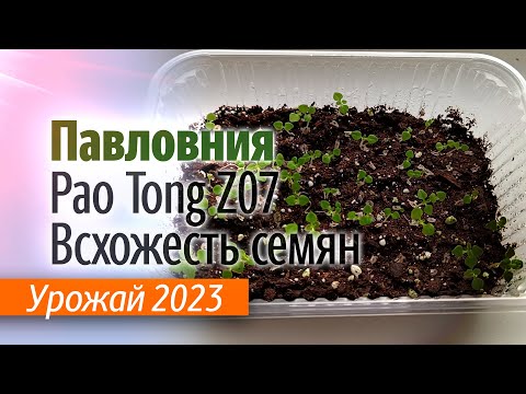 Видео: Проверка всхожести семян Павловнии гибрид Pao Tong Z07. Урожай 2023.