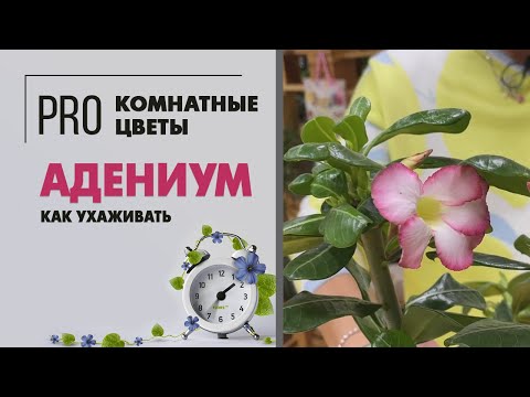 Видео: Адениум - комнатное растение для южного окна. Цветок не для всех. Цветущий суккулент для ценителей.