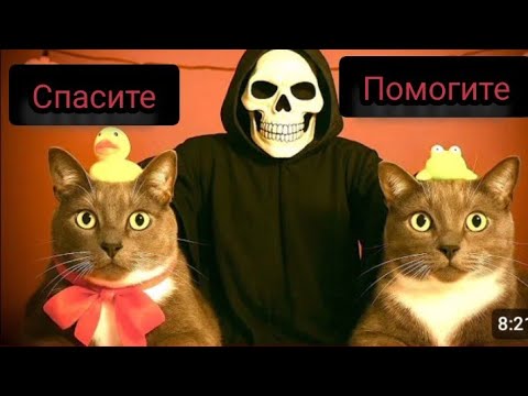 Видео: kotiynet возращается на наш канал реакция 