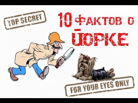 Видео: TAG: 10 фактов о йоркширских терьерах (йорках)