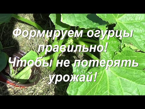 Видео: 80. ОГУРЦЫ - правильное формирование куста, чтобы не потерять урожай!