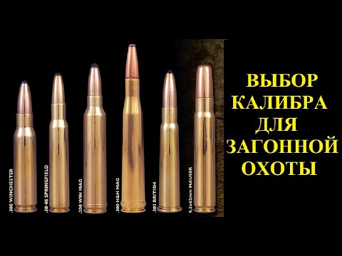 Видео: Охота. Выбор калибра для загонной охоты.