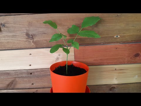 Видео: Как вырастить Грецкий Орех ? Самый быстрый способ 100 % укоренения !