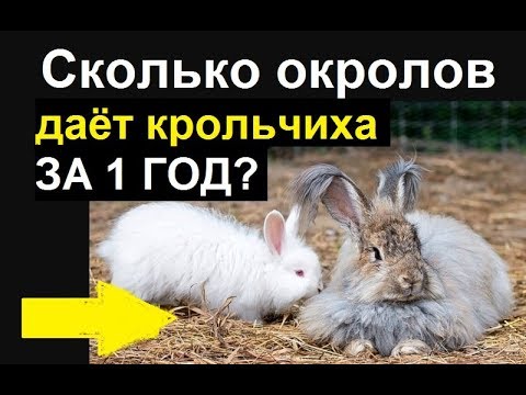 Видео: Сколько окролов в год получают от крольчихи оптимально? Пауза между окролами сколько дней?