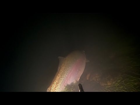 Видео: ФОРЕЛЬ КОТОРАЯ ГНЁТ ГАРПУНЫ - ПОДВОДНАЯ ОХОТА 2025