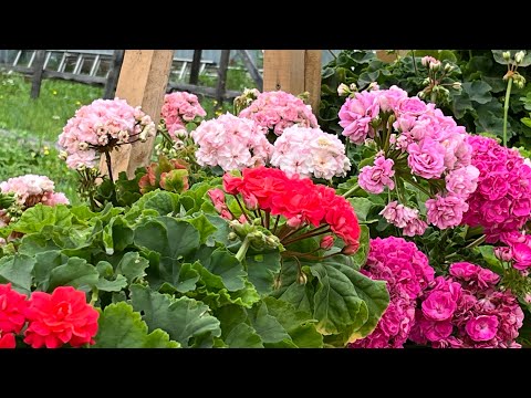 Видео: Небольшой обзор моих цветущих пеларгоний под навесом. 7.08.24 Ссылка на Дзен в описании 👇