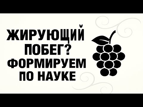 Видео: 🍇 Этот куст винограда — позор для формировки? Или учебник? Смотрите сами!