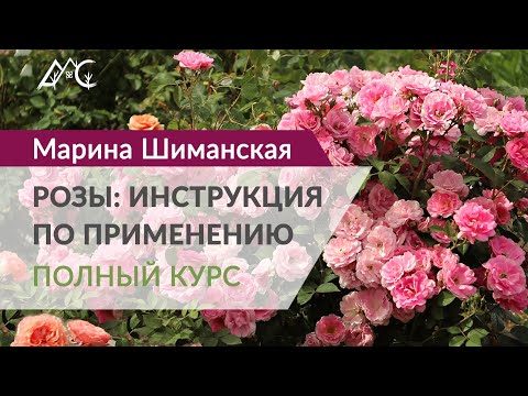 Видео: Онлайн-курс Марины Шиманской "РОЗЫ: ИНСТРУКЦИЯ ПО ПРИМЕНЕНИЮ"