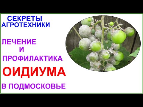 Видео: Лечение и профилактика оидиума в Подмосковье