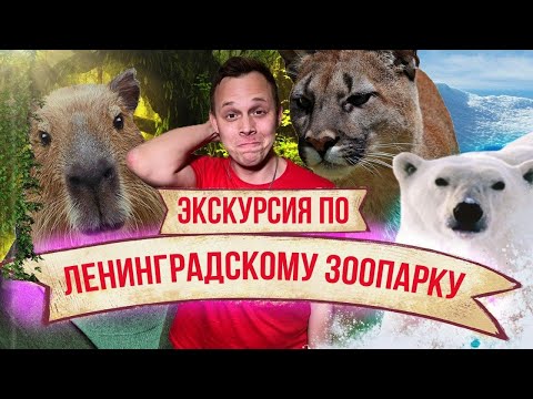 Видео: ЭКСКУРСИЯ ПО БЕЗЛЮДНОМУ ЛЕНИНГРАДСКОМУ ЗООПАРКУ