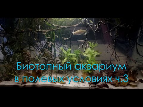 Видео: Биотопный аквариум в полевых условиях ч 3