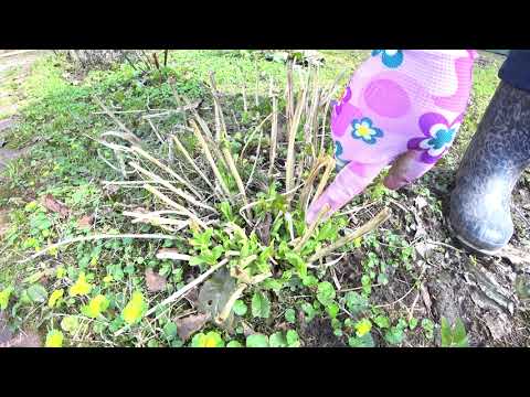 Видео: КАК НАЧИНАЕТ РАСТИ ФЛОКС ВЕСНОЙ