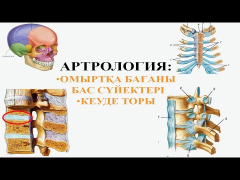 Видео: АРТРОЛОГИЯ: омыртқа бағаны, бас сүйектері, кеуде торы