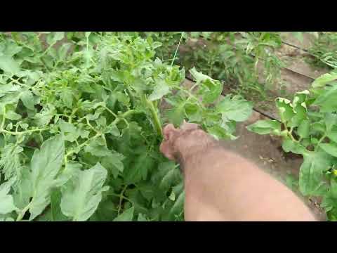 Видео: Първо нападение от болест в доматите ми