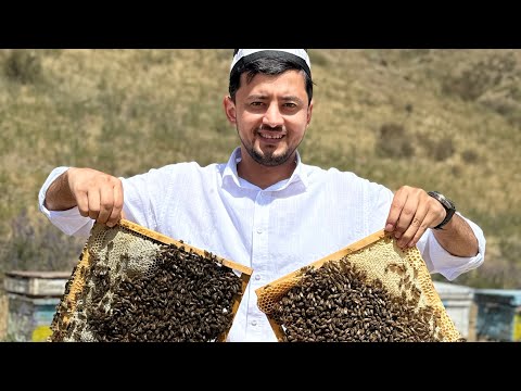 Видео: Пчеловод! Натуральный Мёд🍯 | Асали тозаи Шаҳримтон⛰️