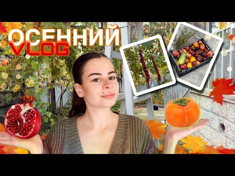Видео: ХУРМА ИЛИ КОРОЛЕК? 🍁| ОСЕННИЙ УРОЖАЙ 🥒