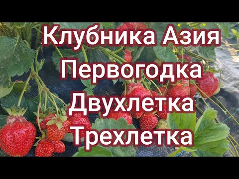 Видео: Клубника Азия