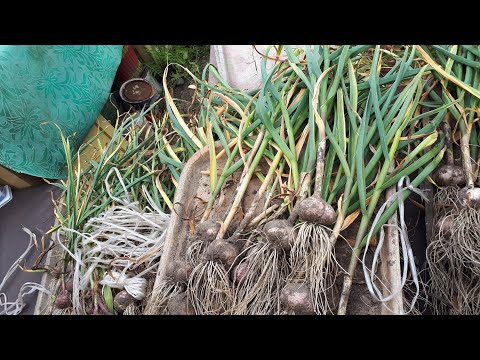 Видео: Озимый чеснок, уборка.