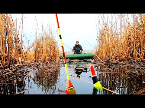 Видео: Голодные КРУПНЫЕ караси на ПОПЛАВОК в камыше. Рыбалка на поплавок