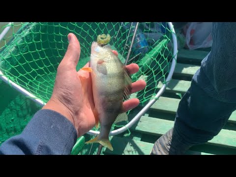 Видео: Рыбалка на лодке .Река Маныч.База Весёлая!!!🎣