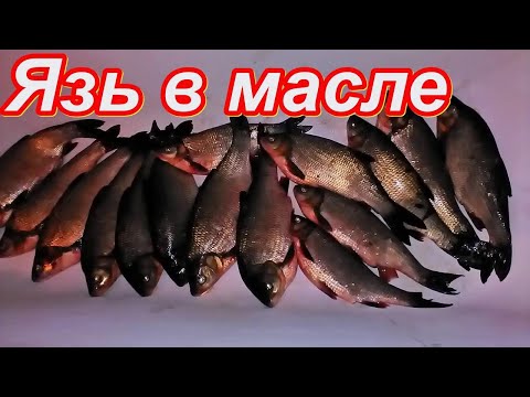 Видео: Язь в масле в  Автоклаве Нефор 20/4