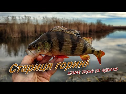 Видео: Активний кльов хижака, рибалка де окунь та щука жирує