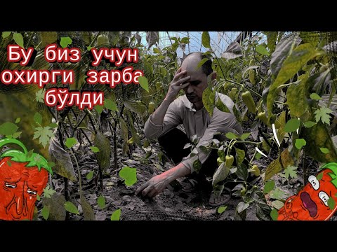 Видео: Бу биз учун охирги зарба бўлди
