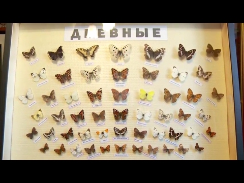 Видео: "Бийчанин коллекционирует бабочек" (Будни, 08.02.17г., Бийское телевидение)